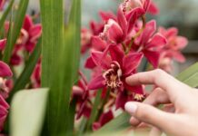 The Role of a Tissue Culture Lab in Thailand in Modern Thai Orchid Cultivation
